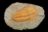 Hamatolenus vincenti Trilobite With Pos/Neg - Tinjdad, Morocco #173252-5